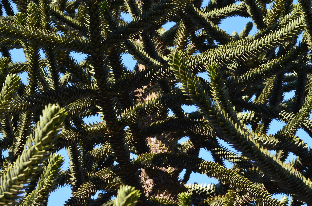 Close up of a araucaria.