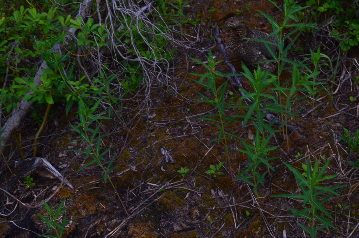 A bird hidden near the trail.