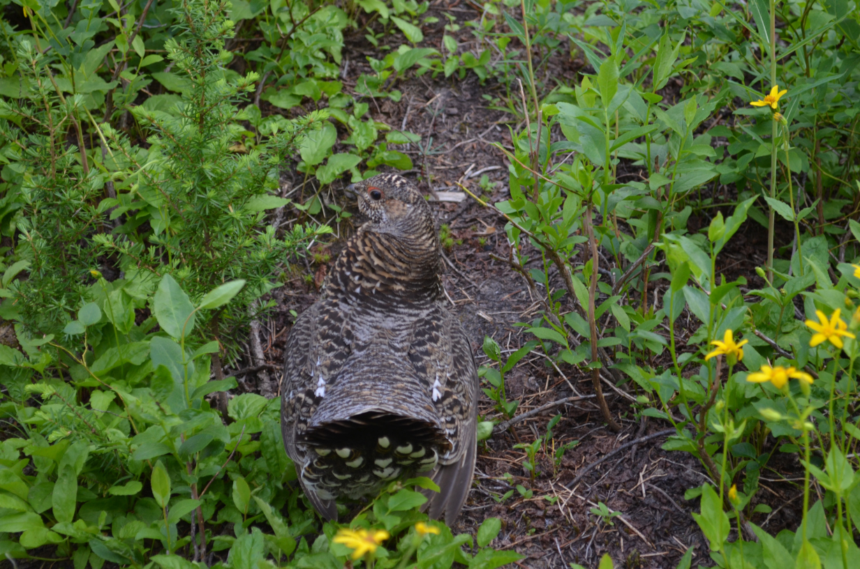 The same bird, no longer hidden.