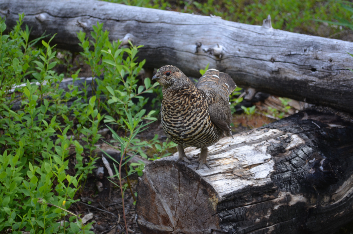 The bird now perched on a log.