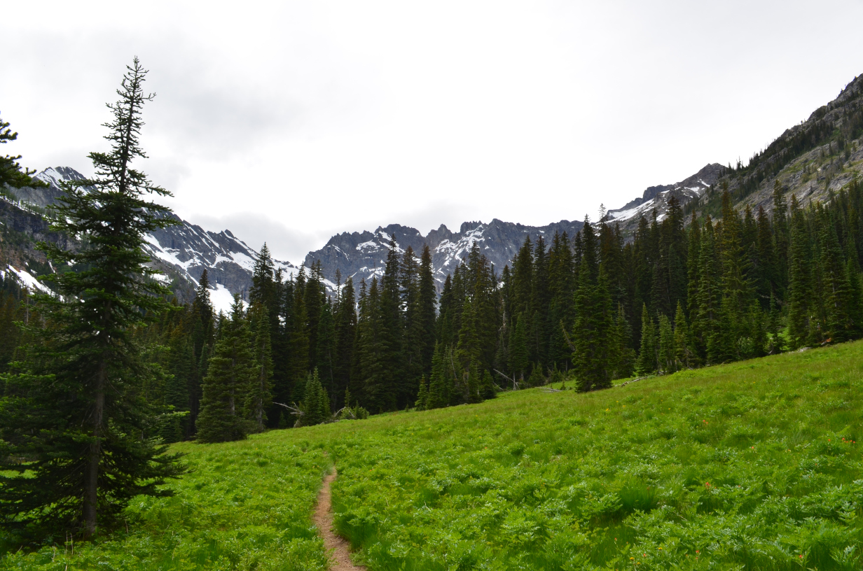 A medow in the upper Entiat River valley.