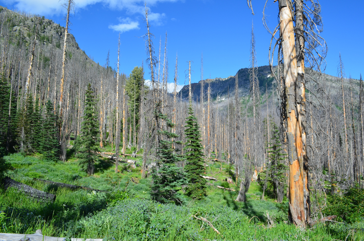 The old burnt area near the camp site.