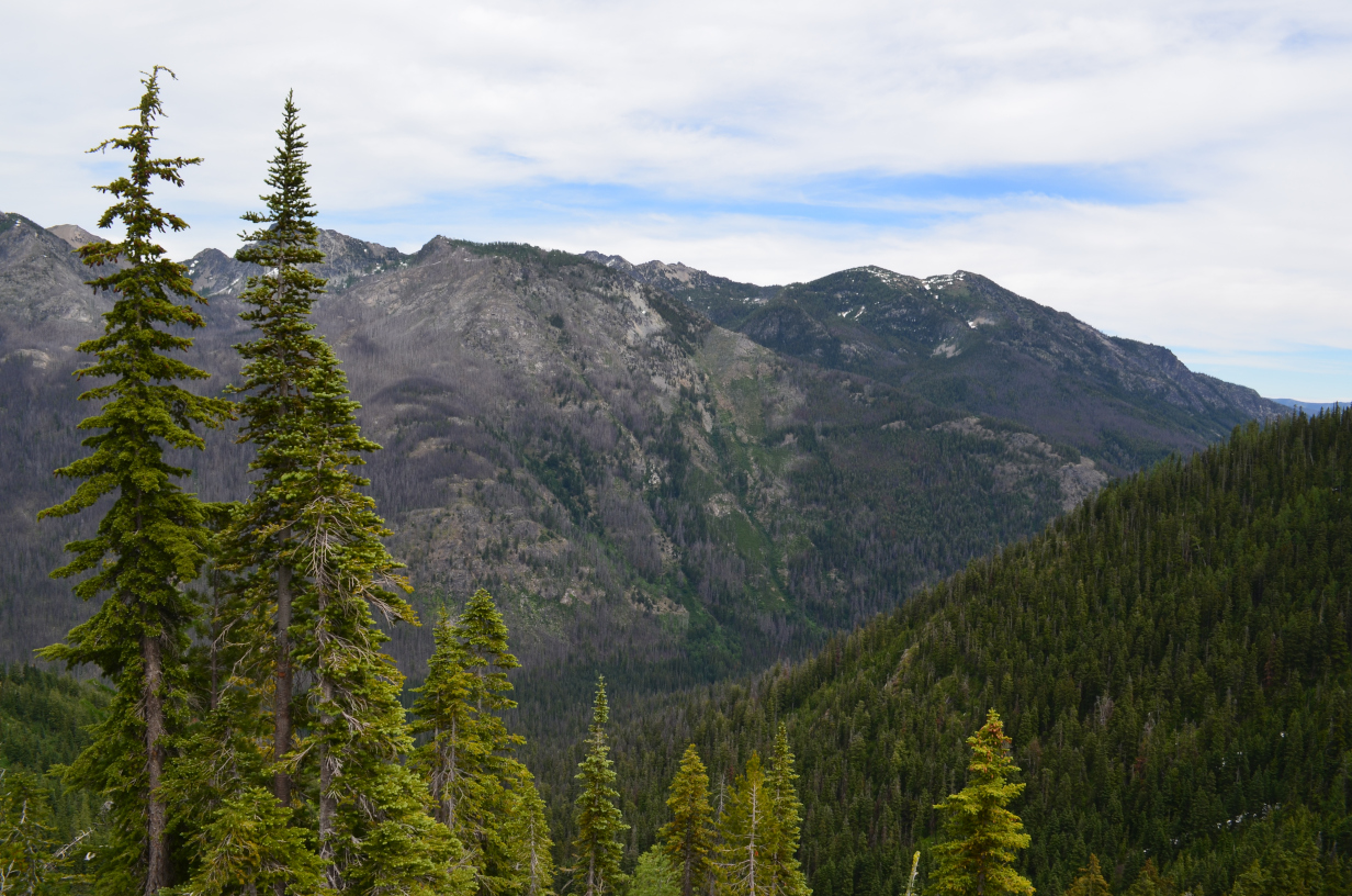 Old burnt area in Entiat valley.