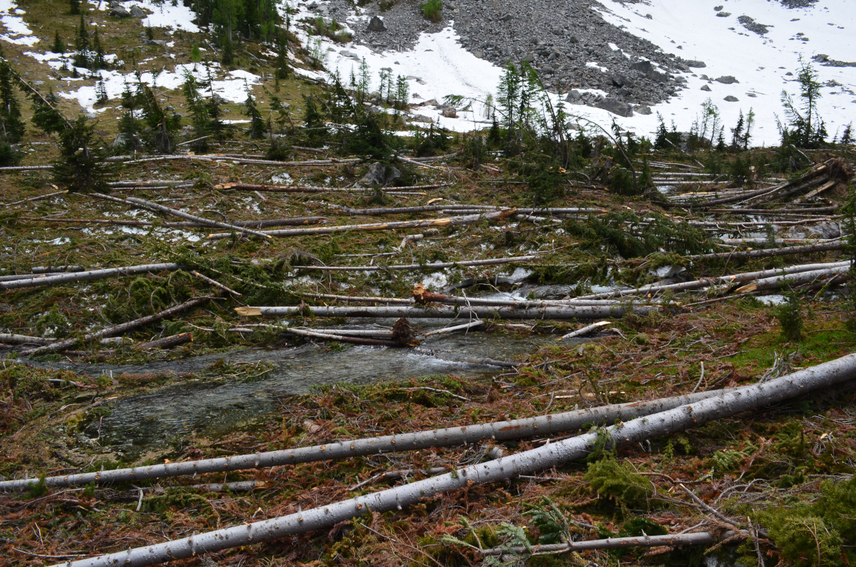 Trees knocked down by a snow slide.