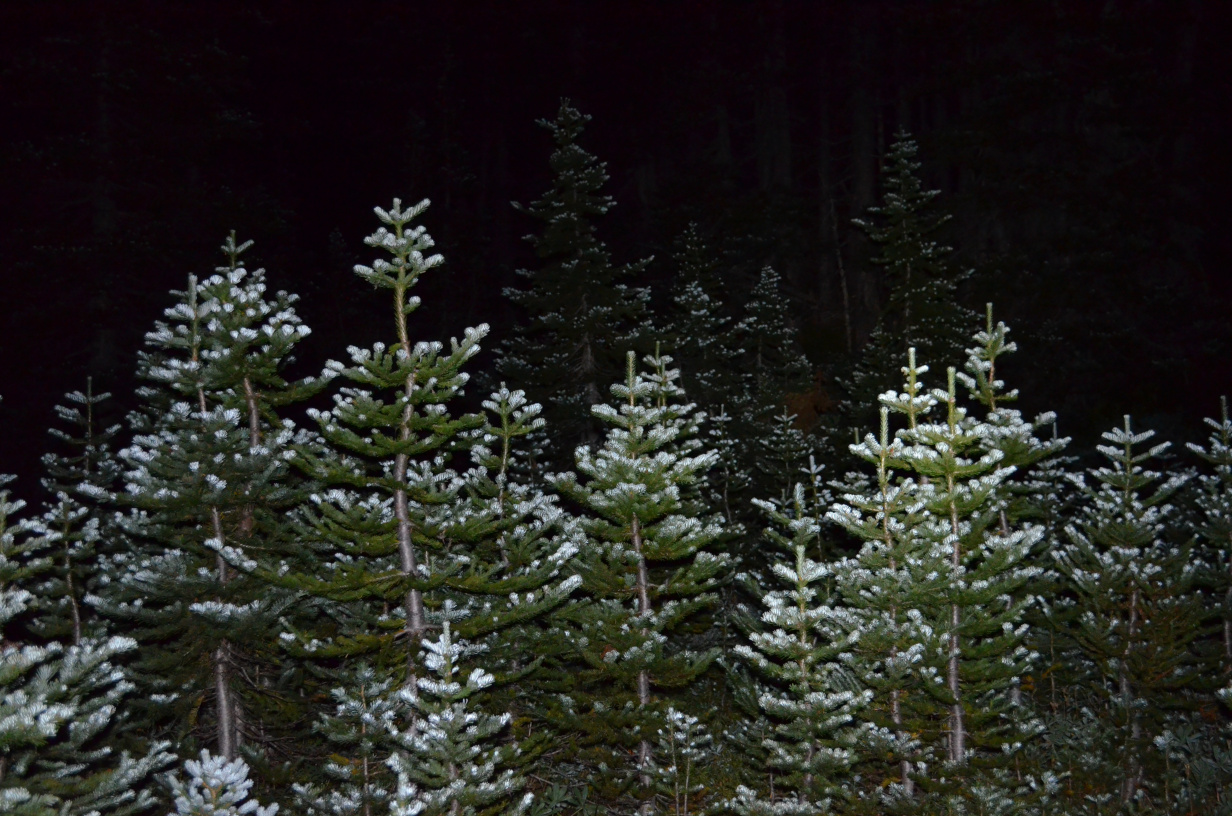 Trees at night with new growth light up by the flash.