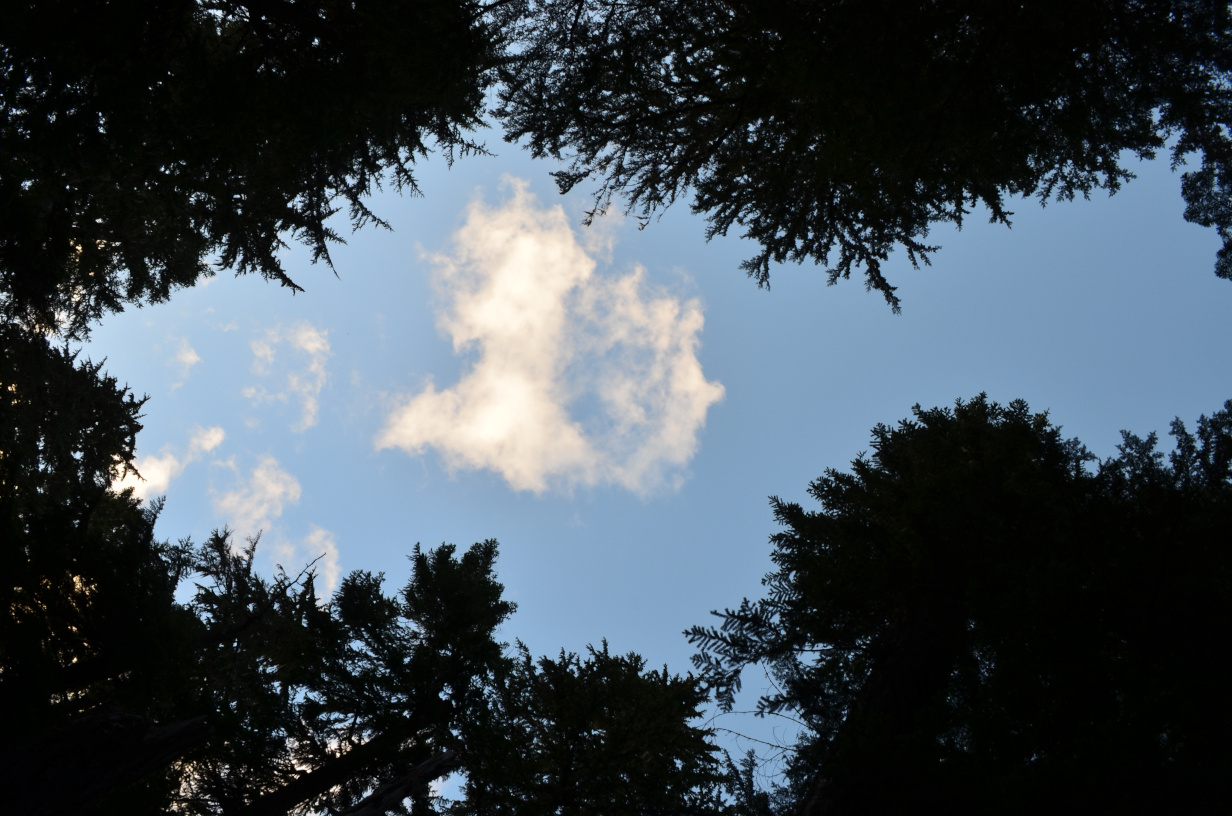 Looking up at the sky through an empty spot in the trees.