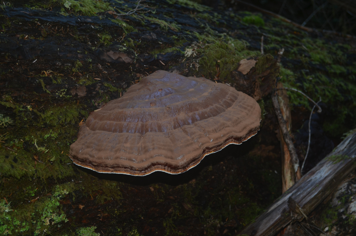 A large fungus growing out of the side of a log.