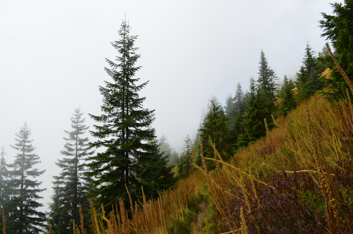 Further up the trail above North Puyallup.