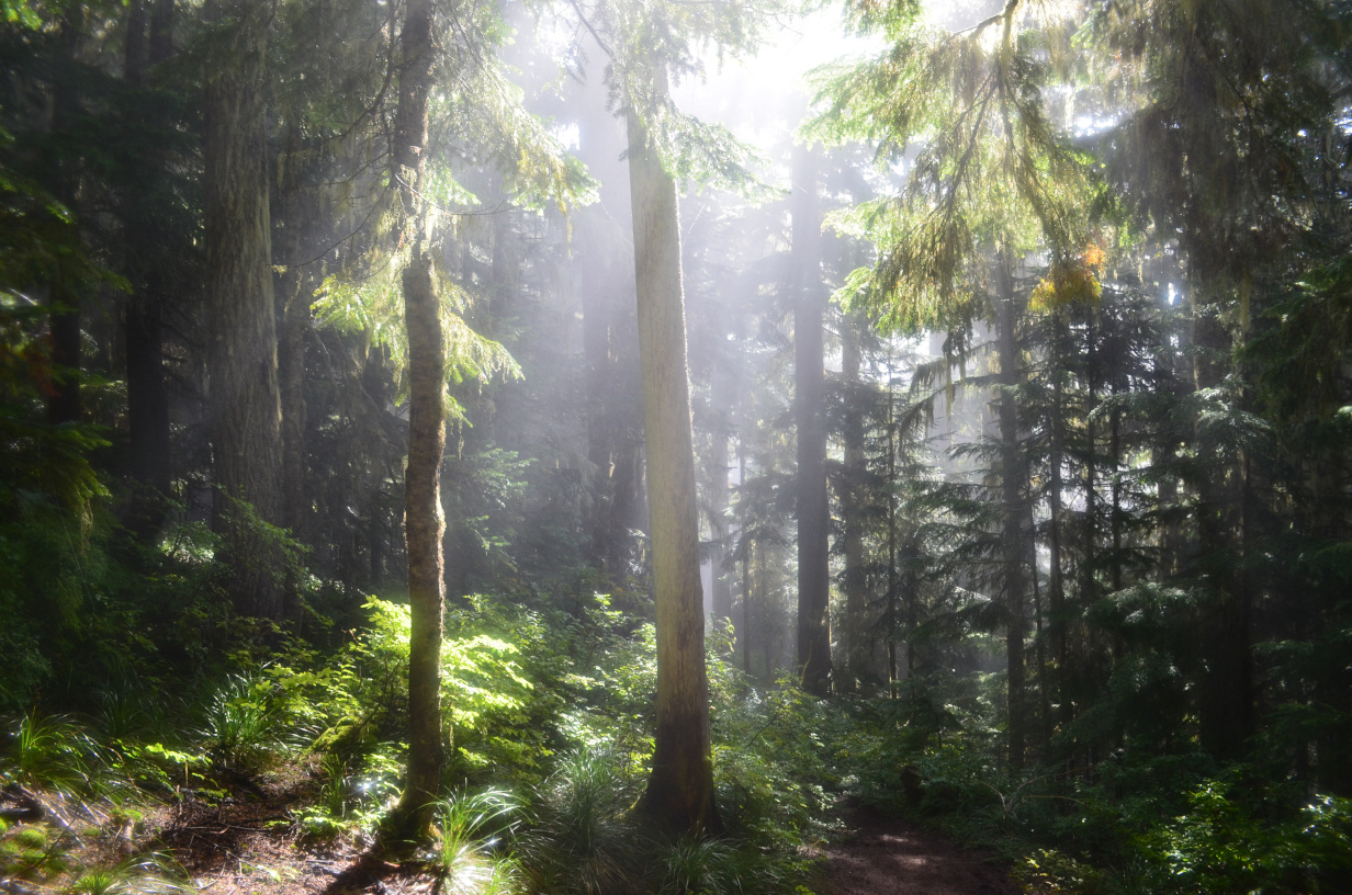 On the trail above the North Puyallup canyon.