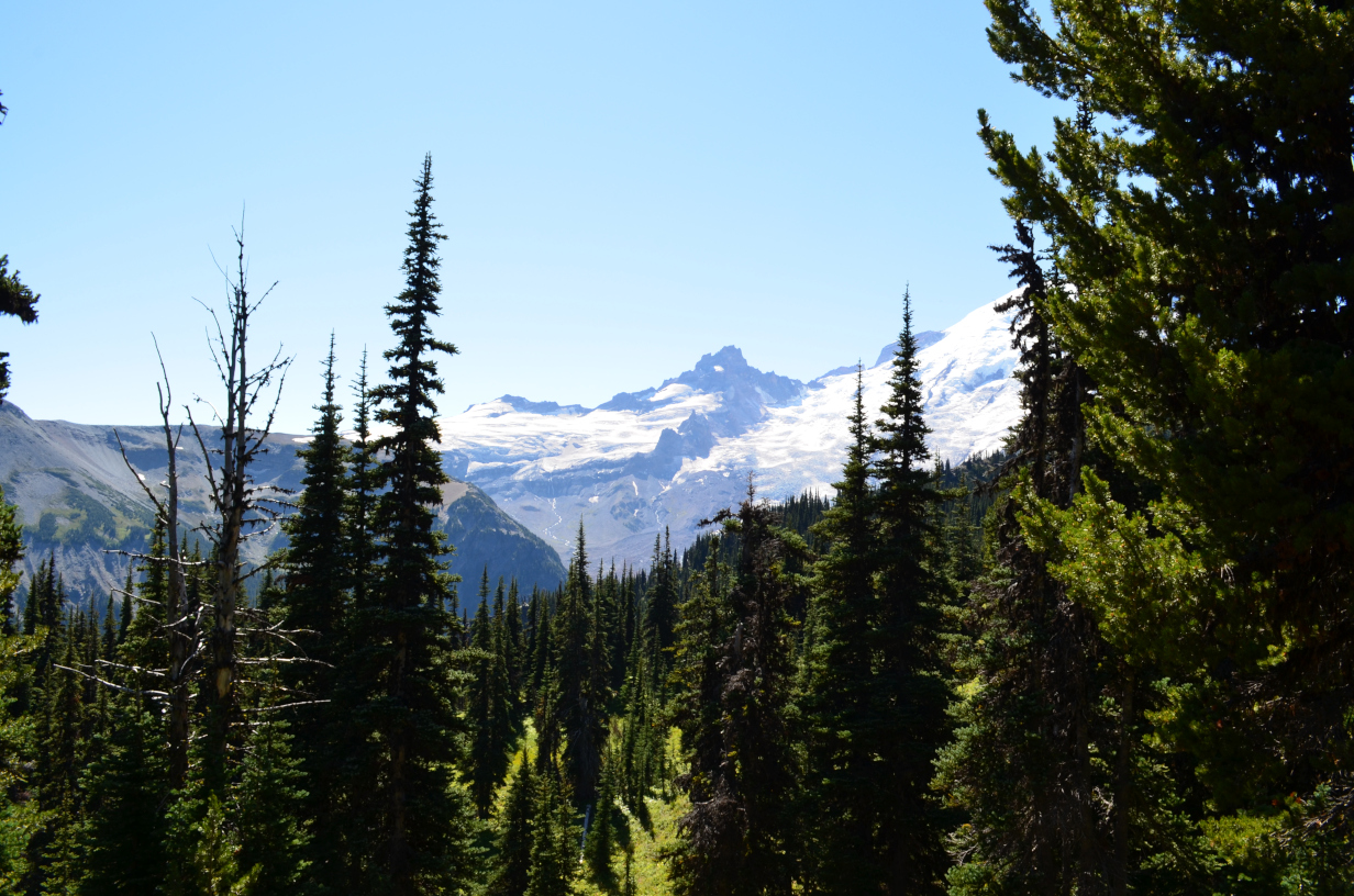 Little Tahoma peak from Sunrise