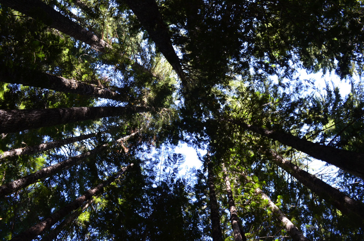 Looking up at the tall trees.