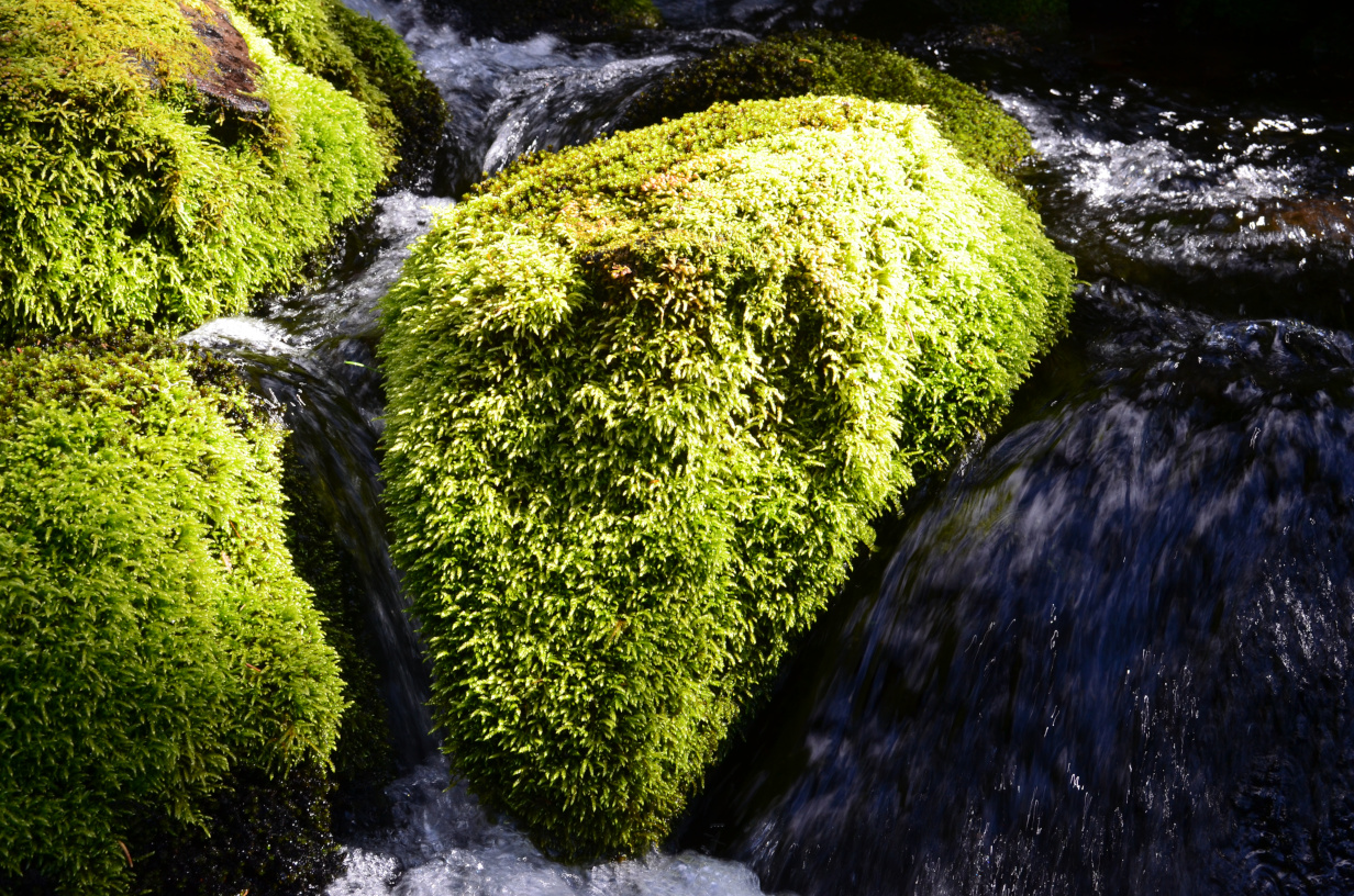 Moss in upper Moraine Creek.