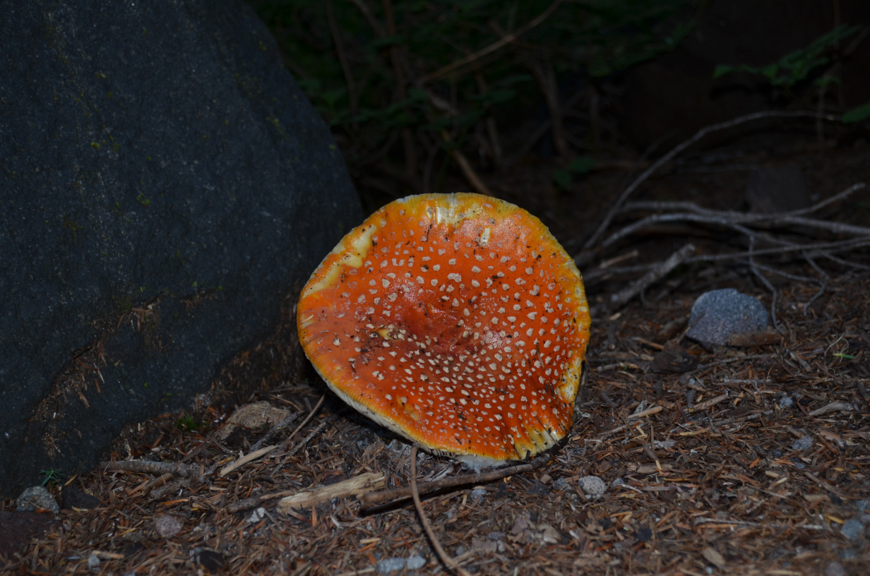 A mushroom near the first camp site.