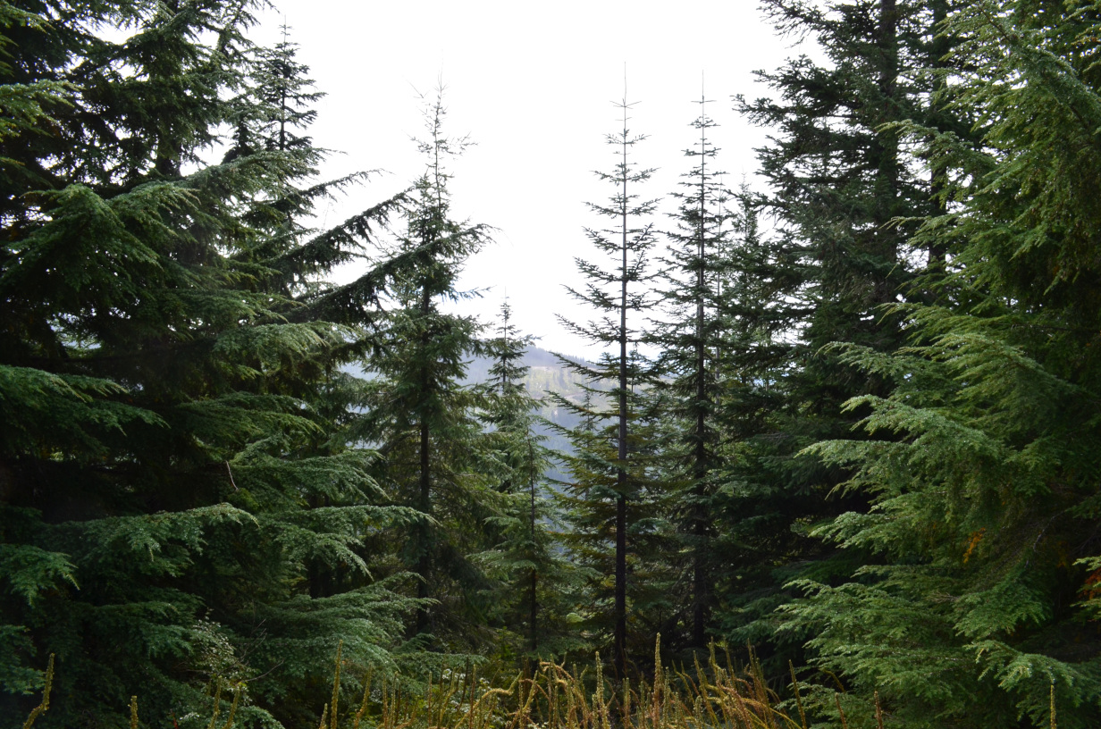 Trees and forest south of Golden Lakes.