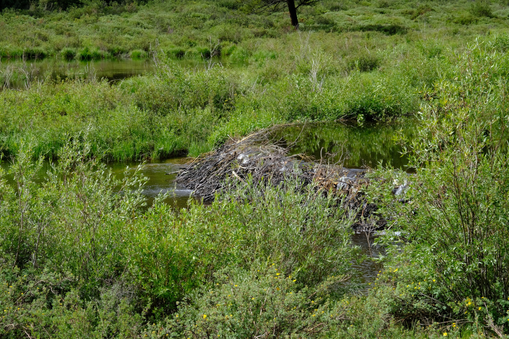 A close up of the intact beaver dam.