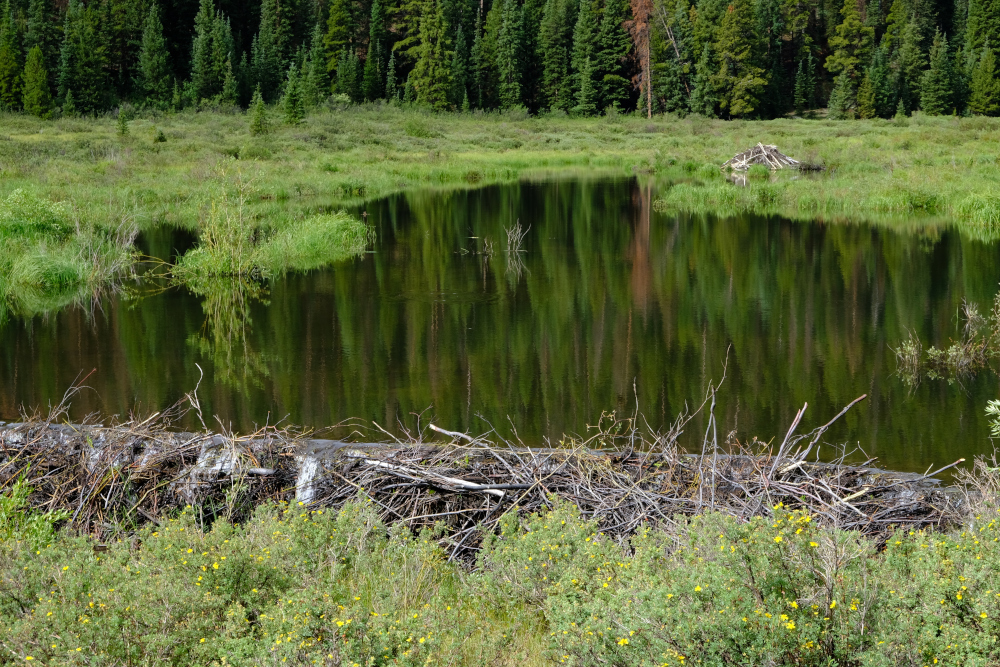 A close up of the intact beaver dam.