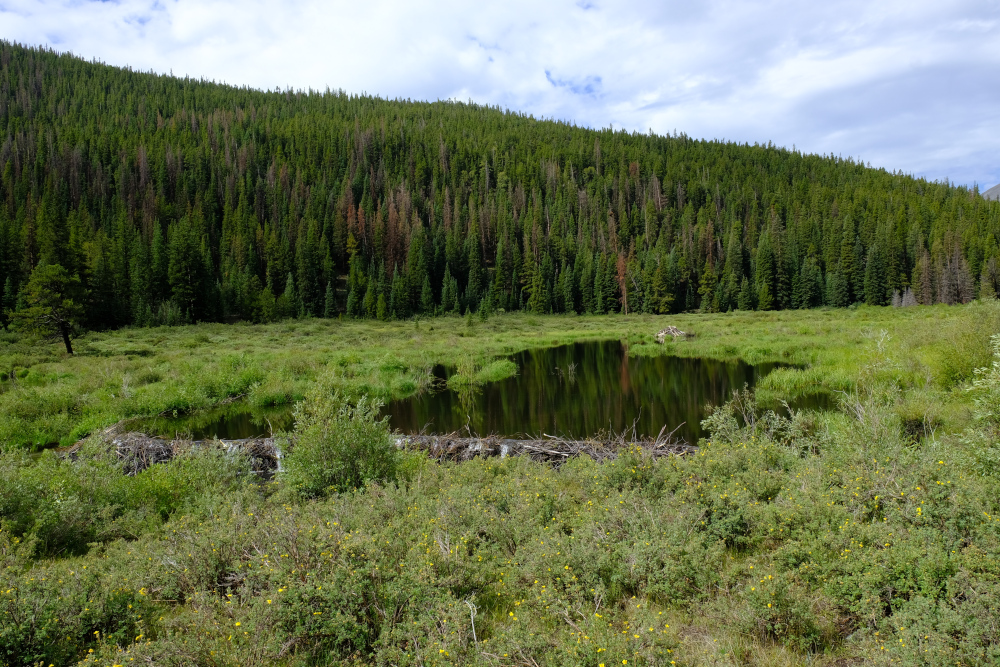 A much more intact beaver dam and lake.