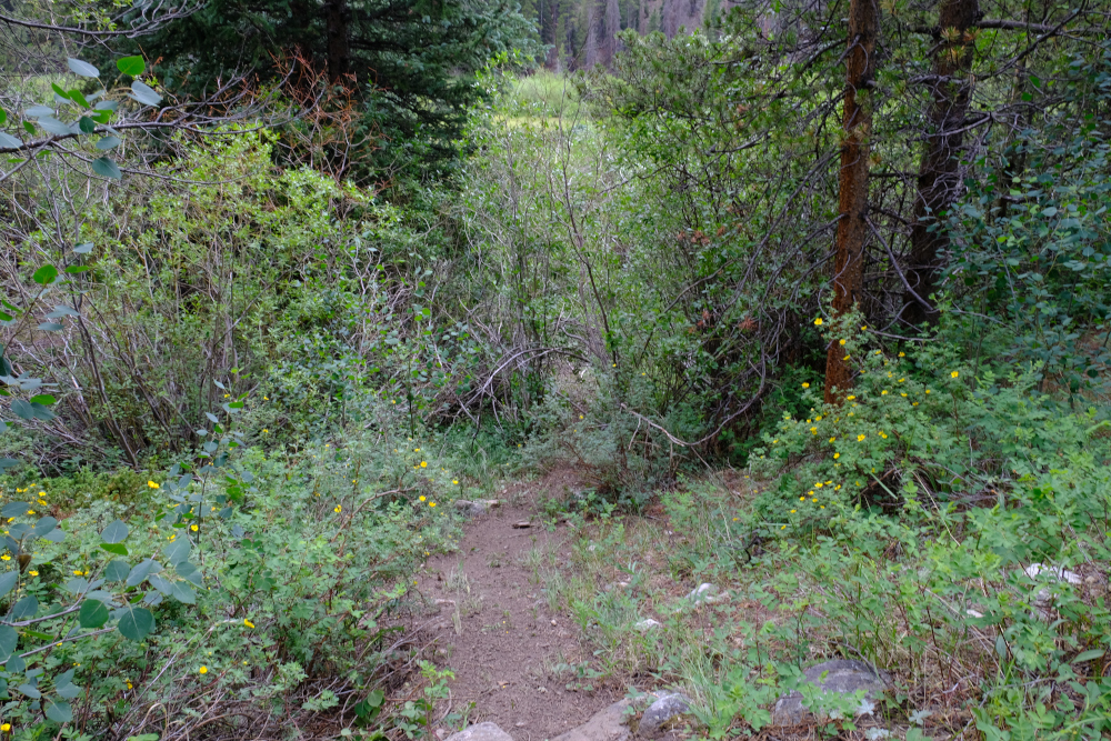 A beaver path crossing the trail.