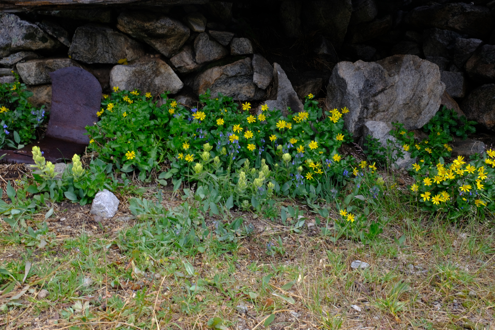 Flowers inside what is left of the cabin at Silver King Lake.