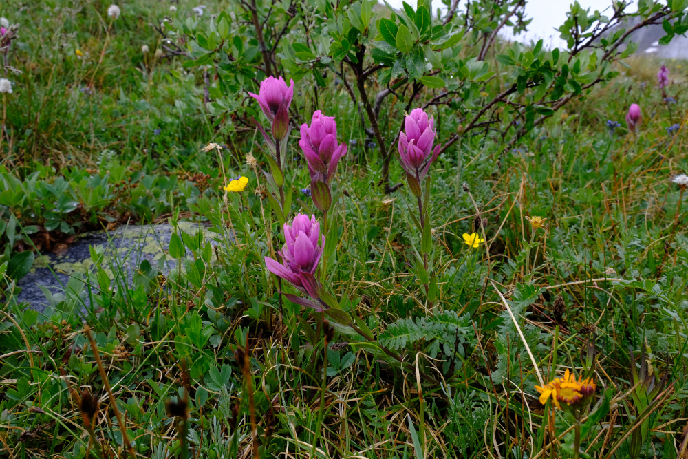 Purbleish Indian paintbrush