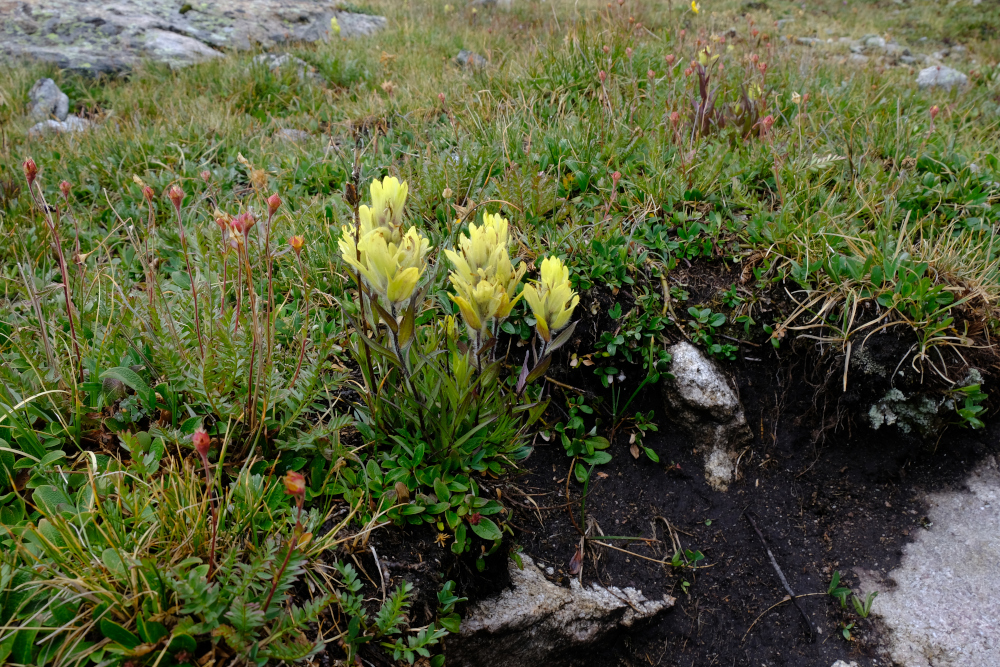 Yellowish Indian paintbrush