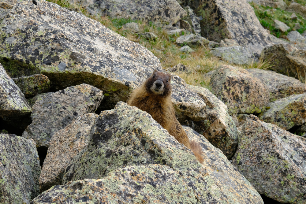 A marmot on the slopes of Mt. Harvard.
