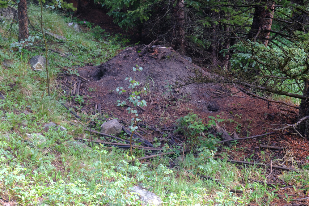 An old beaver lodge that is now mostly a dirt pile.