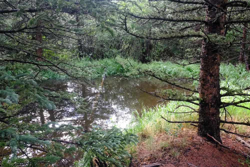 An old beaver pond near camp.