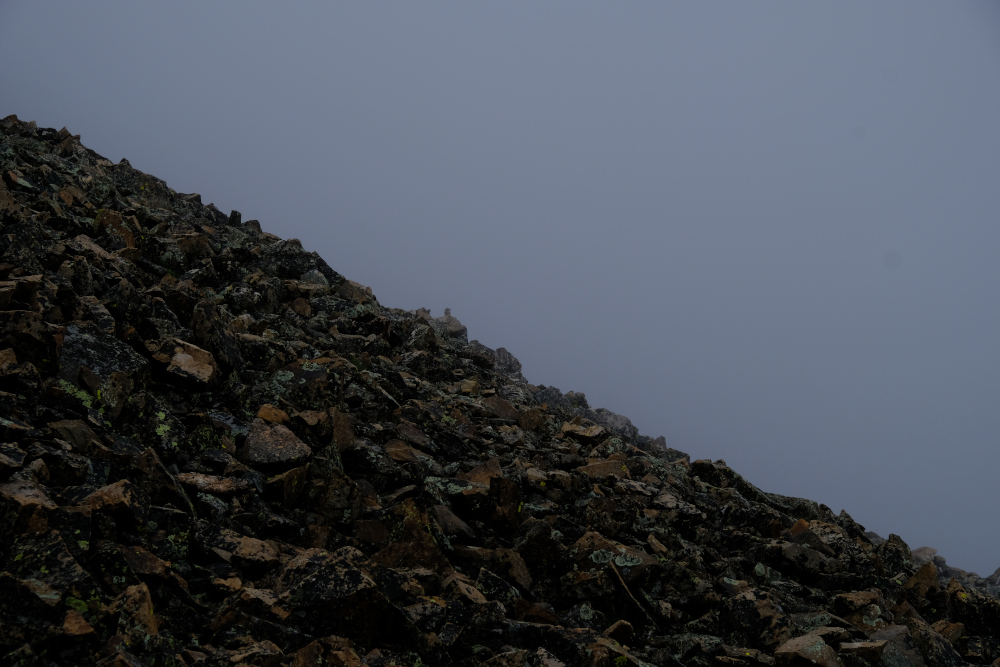 A lookout pika watching from a distant rock.