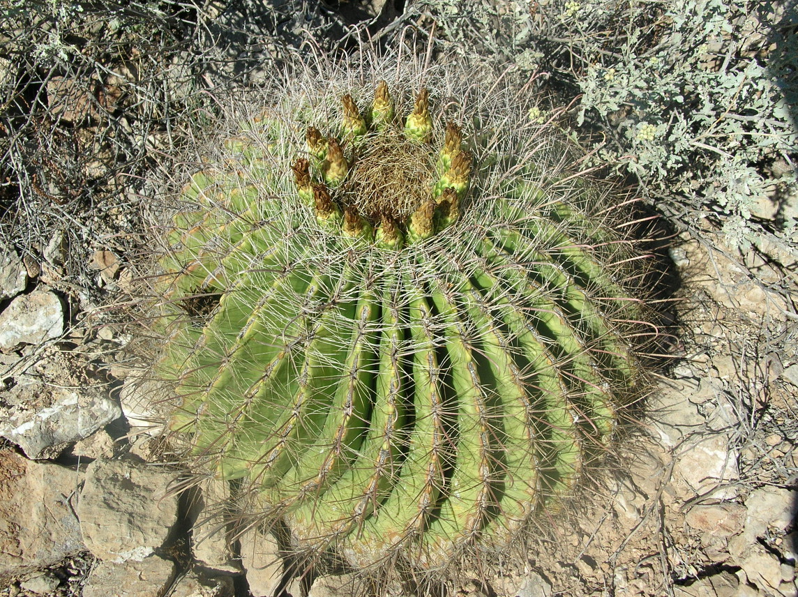 A large barrel cactus.