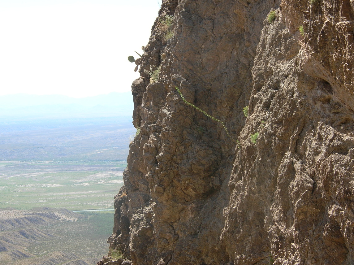 An ocotillo hanging off a cliff.