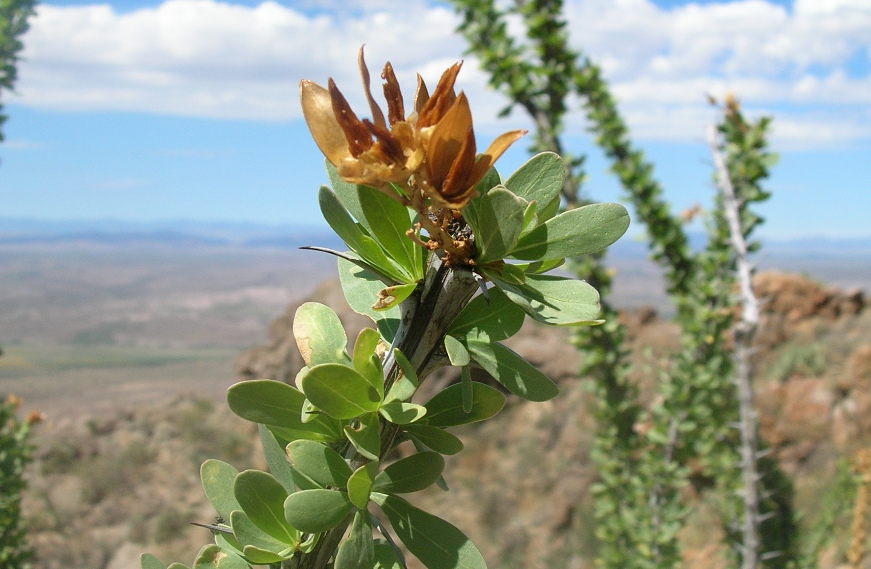 A close up of an ocotillo.