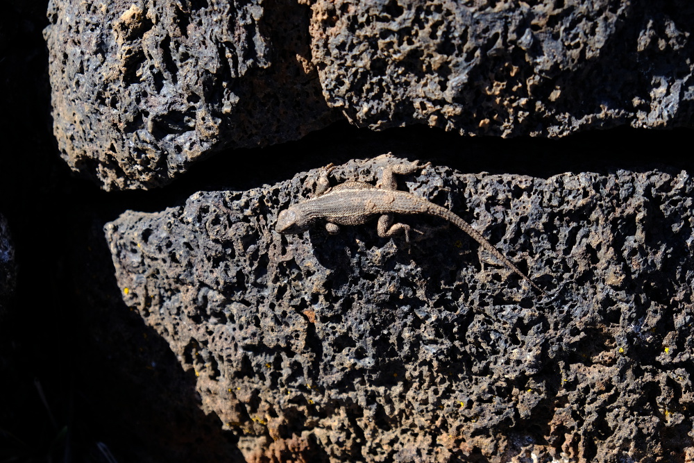 A lizard on the black rocks.