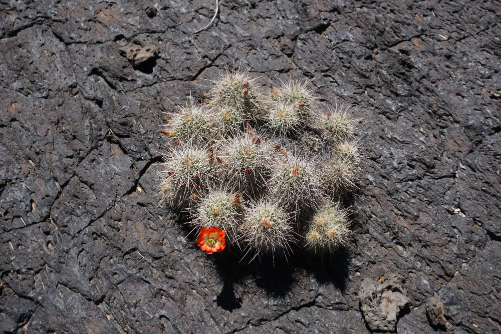 Small cacti in bloom.