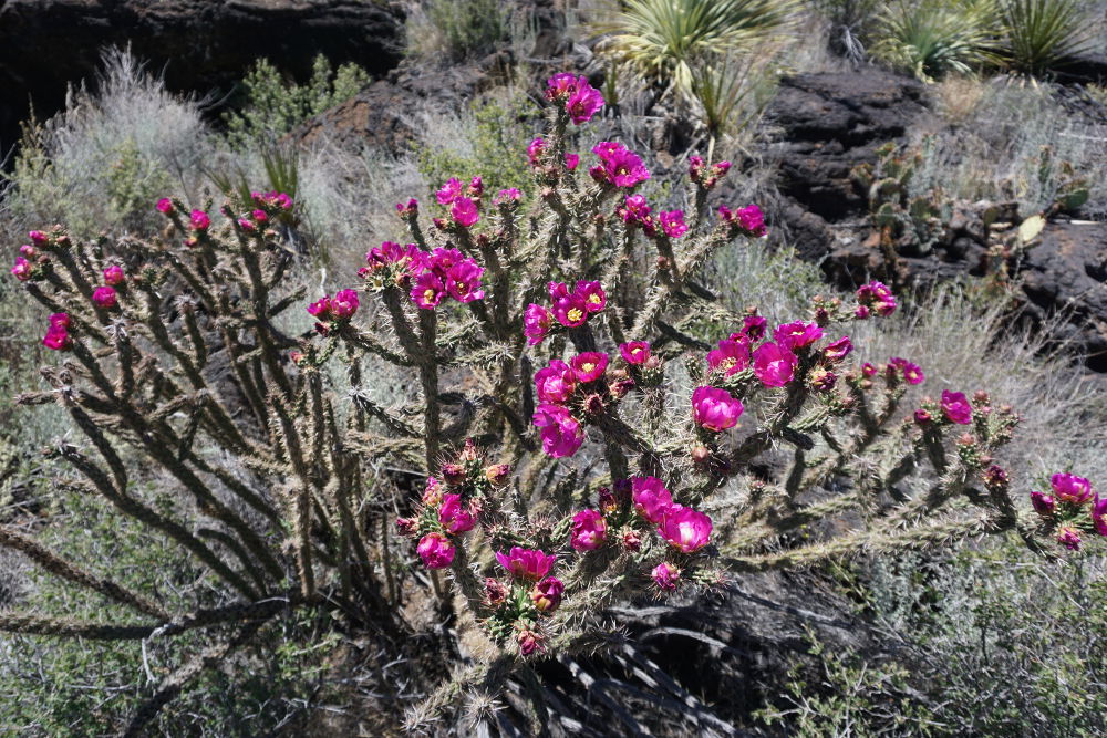 A cholla cactus in full bloom.