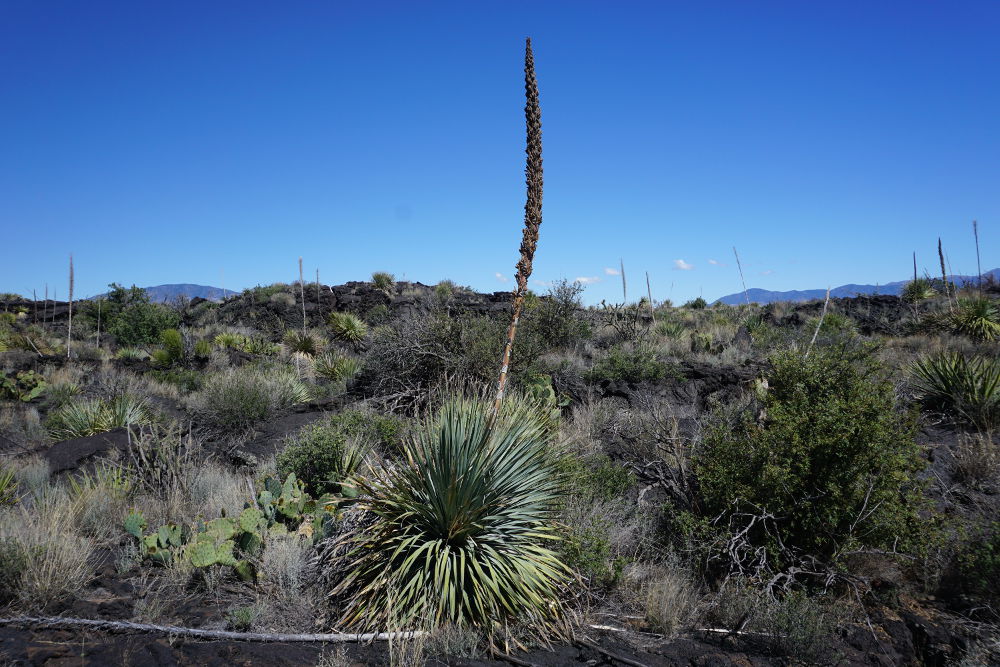 A yucca growing on the old lava flow.