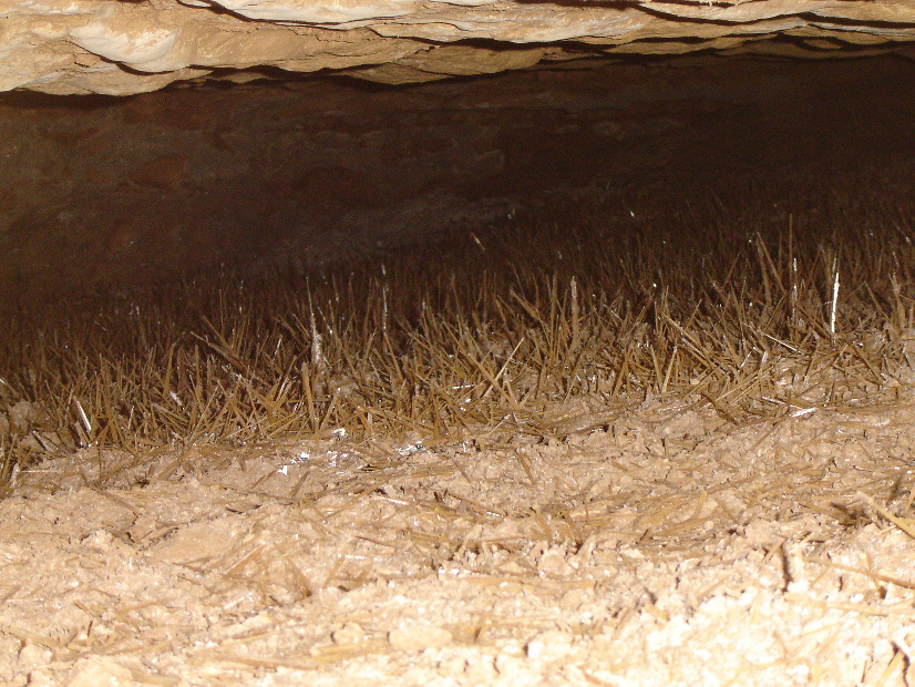 A grass-like formation of selenite crystals.