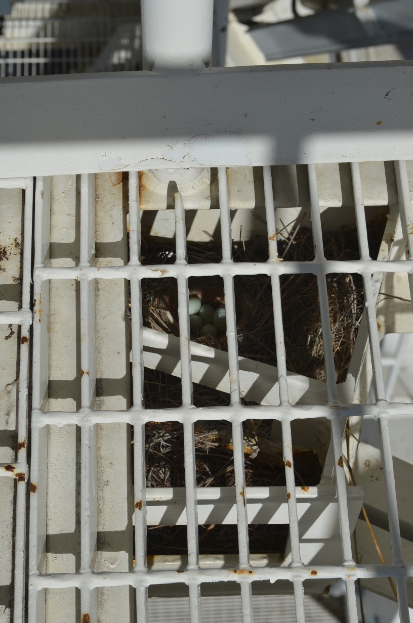 Bird nest at Brewster VLBA station